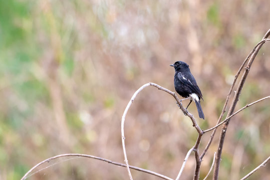 Black bird, A male Pied Bushchat.(Saxicola caprata).