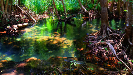 Fototapeta na wymiar Root of tree in the water at tropical forest.