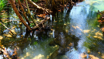 Root of tree in the water at tropical forest.