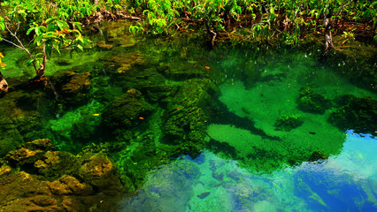 Emerald spring pool among tropical forest beside sea at Krabi province, The south of Thailand.