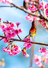 Beautiful bird, Mrs. Gould's Sunbird; Aethopyga gouldiae Male Birds of Thailand. Bird on Cherry Blossom.