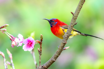 Beautiful bird, Mrs. Gould's Sunbird; Aethopyga gouldiae Male Birds of Thailand. Bird on Cherry Blossom..