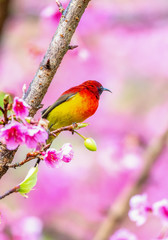 Beautiful bird, Mrs. Gould's Sunbird; Aethopyga gouldiae Male Birds of Thailand. Bird on Cherry Blossom..