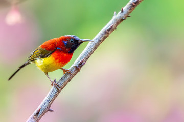 Beautiful bird, Mrs. Gould's Sunbird; Aethopyga gouldiae Male Birds of Thailand. Bird on Cherry Blossom..
