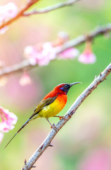 Beautiful bird, Mrs. Gould's Sunbird; Aethopyga gouldiae Male Birds of Thailand. Bird on Cherry Blossom..