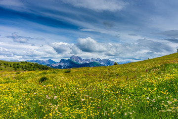 Alpe di Siusi, Seiser Alm with Sassolungo Langkofel Dolomite, a yellow flower in a field