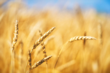 Fototapeta premium Close up of wheat ears. Golden wheat field over blue sky at sunny day.