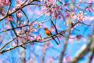 Beautiful bird, Mrs. Gould's Sunbird; Aethopyga gouldiae Male Birds of Thailand. Bird on Cherry Blossom.