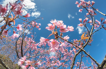 Beautiful full bloom cherry Blossom in the winter season in Thailand. Pink Sakura Japanese flower against the blue sky. Selective Focus.