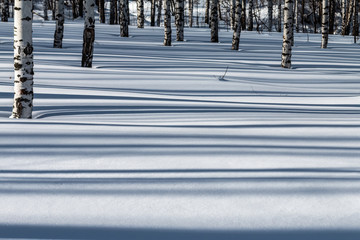 Shadows pattern in a winter forest