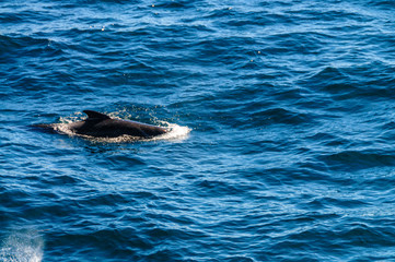 Long-Finned Pilot Whales in the Southern Atlantic Ocean