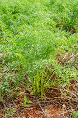 Carrot Plant 