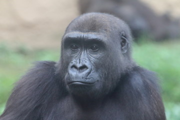 Fototapeta premium Gorilla (Gorilla)