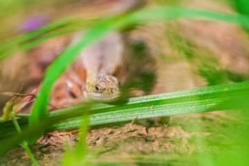 Lizard in the grass. Macro shot of a reptile in the wild. Flora and fauna. Beautiful natural background. Reptile close up.