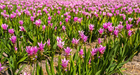 Naklejka premium Pink Siam Tulip or Curcuma sessilis flower in Thailand (Curcuma sessilis Gage, Curcuma aeruqinosa Roxb)