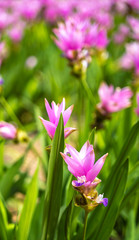 Fototapeta premium Pink Siam Tulip or Curcuma sessilis flower in Thailand (Curcuma sessilis Gage, Curcuma aeruqinosa Roxb)