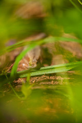 Lizard in the grass. Macro shot of a reptile in the wild. Flora and fauna. Beautiful natural background. Reptile close up.