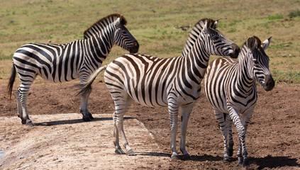 Fototapeta na wymiar zebra group