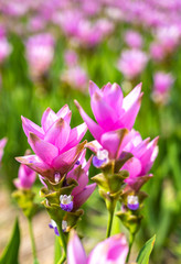 Fototapeta premium Pink Siam Tulip or Curcuma sessilis flower in Thailand (Curcuma sessilis Gage, Curcuma aeruqinosa Roxb)