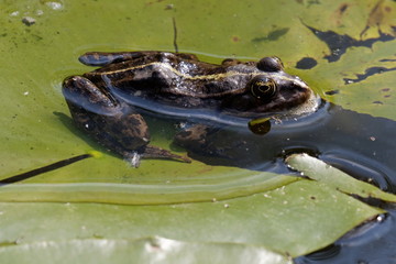 A brown frog sits on the edge of a large green leaf of a marsh plant at the water's edge on a summer sunny day. Close-up.