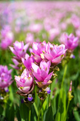 Pink Siam Tulip or Curcuma sessilis flower in Thailand (Curcuma sessilis Gage, Curcuma aeruqinosa Roxb)