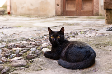 Eine schwarze Hauskatze in Bosa auf Sardinien, Italien