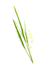 Leaf and seeds green rice close up