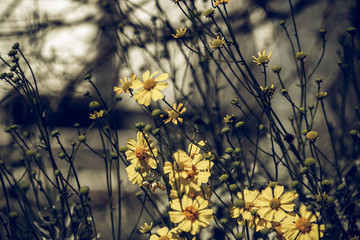 Desaturated yellow flowers