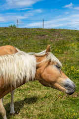 Obraz premium Alpe di Siusi, Seiser Alm with Sassolungo Langkofel Dolomite, a brown and white horse standing in a field