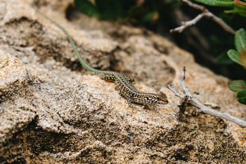 Smaragdeidechse am Capo Testa auf Sardinien, Italien