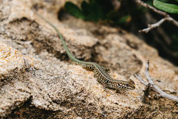 Smaragdeidechse am Capo Testa auf Sardinien, Italien