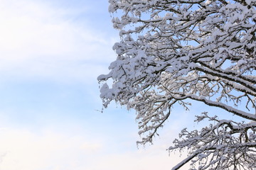 Snow and Tree