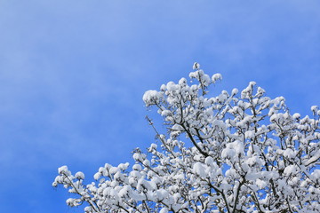 Snow and Tree