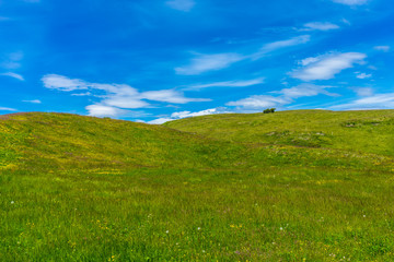 Alpe di Siusi, Seiser Alm with Sassolungo Langkofel Dolomite, a close up of a lush green field