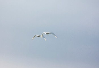 Couple white swans flying in a blue cloudy sky, Finland. Back view.