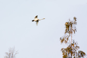 White swan flying in a blue cloudy sky, Finland.