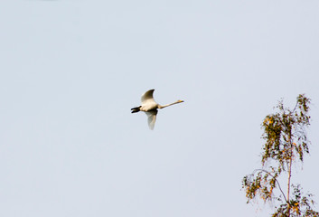 White swan flying in a blue cloudy sky, Finland.