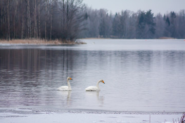 Winter calm landscape on a river with a white swans. Finland, river Kymijoki.