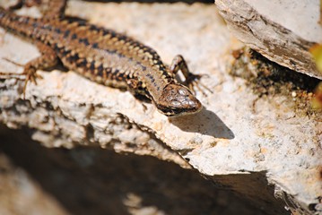 Lézard
