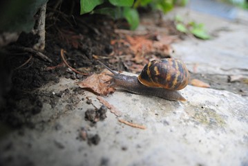 Escargot