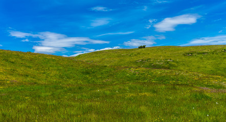 Fototapeta premium Alpe di Siusi, Seiser Alm with Sassolungo Langkofel Dolomite, a close up of a lush green field