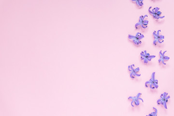 Floral beautiful pastel pink background. Purple small flowers of Hyacinth. Flat lay, top view, copy space