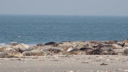 grey seals lying on coast in germany