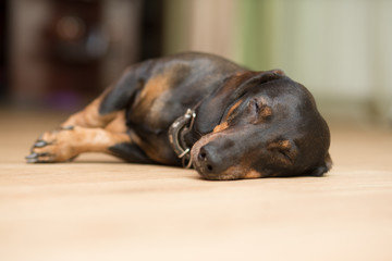 Dog breed dachshund sleeping on the floor