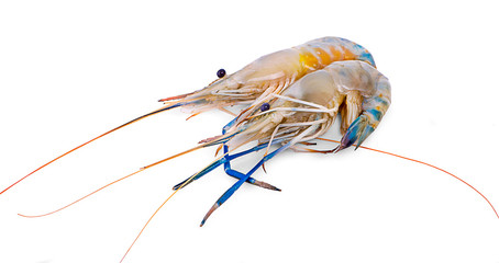 Fresh shrimp,prawn isolated on white background