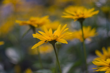 Yellow flower closeup on a blurred background