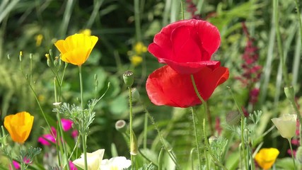 summer flowers in the nature