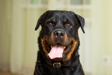 Rottweiler breed dog close-up portrait with tongue out