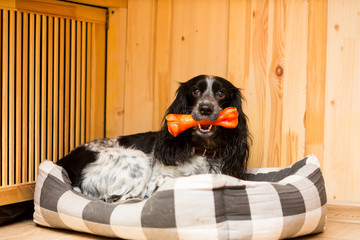 Adult dog breed Russian hunting spaniel is lying in its pad with a toy in his mouth