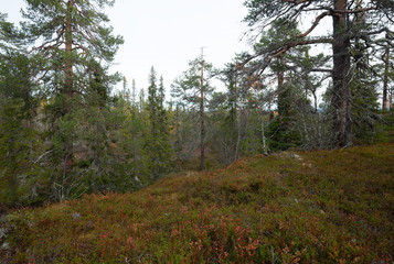 Fototapeta premium Nature in early autumn in the mountains of a national park in the north of dalarna, sweden